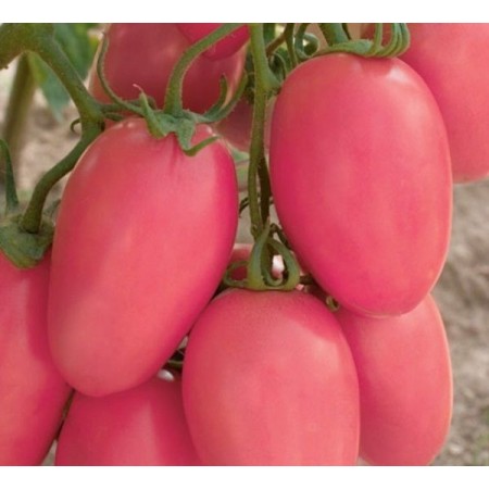 Розаво Ръгби домати 