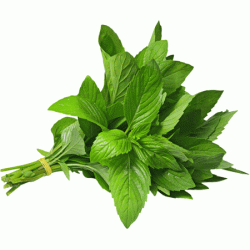 Джоджен пресен